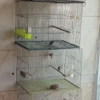 سهره قناری