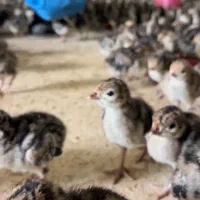 پروار بندی طیور