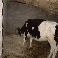 گاو هلشتان ماده|حیوانات مزرعه|گنبکی, |دیوار