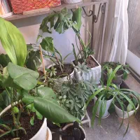 فروش قیمت های عالی گل های اپارتمانی وحیاطی ولباس