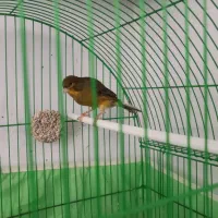 قناری مست ماده گیر به شرط