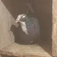 کفتر یا کبوتر|پرنده|تربت‌حیدریه, بالا ولایت|دیوار