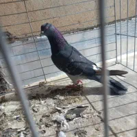 ۳ عدد کفتر نر|پرنده|یزد, |دیوار