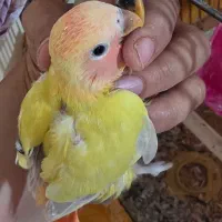 جوجه برزیلی سرلاکی|پرنده|شیراز, سینما سعدی|دیوار