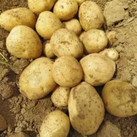 سیب متوسط سیب زمینی درهم|عمده‌فروشی|بهار, |دیوار