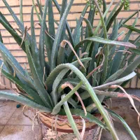 گلدان آلوورا|گل و گیاه طبیعی|بندر ماهشهر, |دیوار