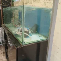 شیشه آکواریوم یک و نیم متری