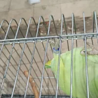 طوطی ملنگو نر ۱۷ماهه|پرنده|تهران, انبار نفت|دیوار