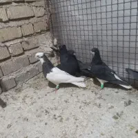 سیاه بهبانی و طوقی و شهری سیاه