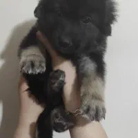 سگ ژرمن شاه توله