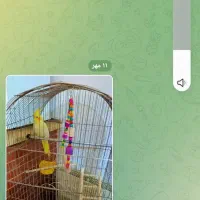 عروس هلندی|پرنده|کرمان, |دیوار