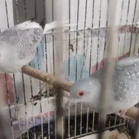 فنچ کرواتی، فنچ توت فرنگی ،کبوتر الماسی|پرنده|تهران, حکمت|دیوار