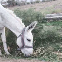الاغ ماده یورقه گلگی بارکش کوه رفته
