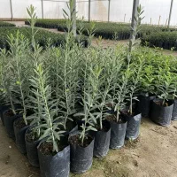 فرصت سودآور، نهال زیتون اصل، ویژه خریداران ســریع|گل و گیاه طبیعی|بازرگان, |دیوار