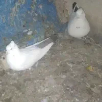 کفتر دمبی طوقی ساده چپ