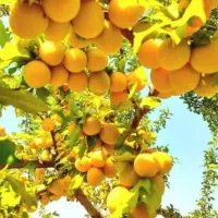 خدمات باغبانی وهرس کردن|خدمات باغبانی و درختکاری|مشهد, توس (بلوار توس)|دیوار