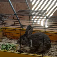 خرگوش یکساله|موش و خرگوش|کاشان, فین بزرگ|دیوار