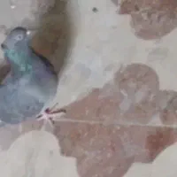 کبوتر|پرنده|جهرم, |دیوار