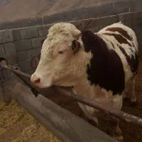 فروش فوری گوساله نر