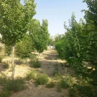 فروش-باغشهری-خانه-زنیان-قبل-از-همت-آباد-کوی-سامان