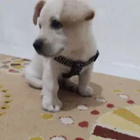 سگ پامر روباهی