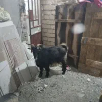 چندتا بز وبی