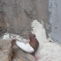 یک بالی سرخ