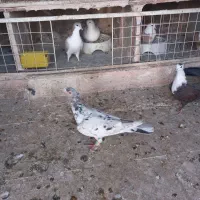 یک عدد هفرنگ ماده