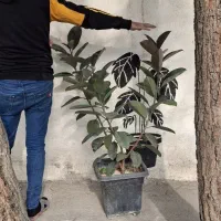 فروش انواع گل ها با بهترین کیفیت