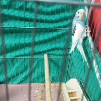 پرنده|پرنده|شیراز, شهرک فرهنگیان|دیوار