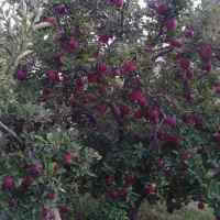 فروش سیب درختی شهرستان میانه