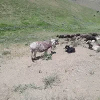 خر گله ای