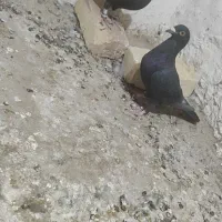 نرو ماده ذاغ|پرنده|زابل, |دیوار