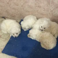 واگزاری توله سامویید|سگ|بومهن, |دیوار