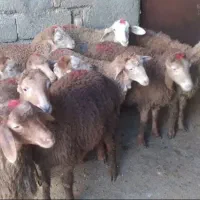 32عدد میش و بره مغان