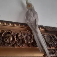 عروس هلندی نر جوان آماده