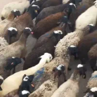 گوسفند شال|حیوانات مزرعه|اصفهان, مسجد مصلی|دیوار