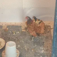 مرغ  تزیینی