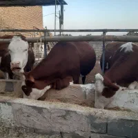 گاو و تلیسه شکم اول آبستن سنگین