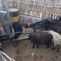 ۱۱ راس بره نر و ماده گله ای لاغر