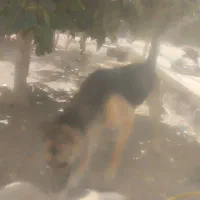 سگ ژرمن نگهبانی عالی کسی خواست در خدمتم