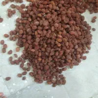 گردو بادام مغز گردو و بادام آلوبخاراکشمش|خوردنی و آشامیدنی|شیراز, انجیر|دیوار