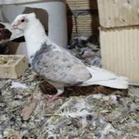 فروش نرماده دوکت کاکلی