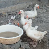 فروشی غاز