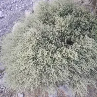 آویشن درجه یک