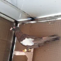 کبوترسرک قهوی