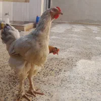 خروس برهما