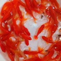 فروش عمده ماهی قرمز