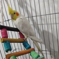 عروس هلندی لوتینو نرباقفس|پرنده|شریفآباد, |دیوار