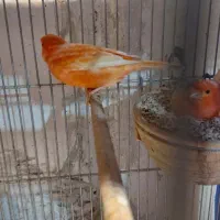 قناری رسمی بلند وردفاکتور وموزائیکی لانه دوم